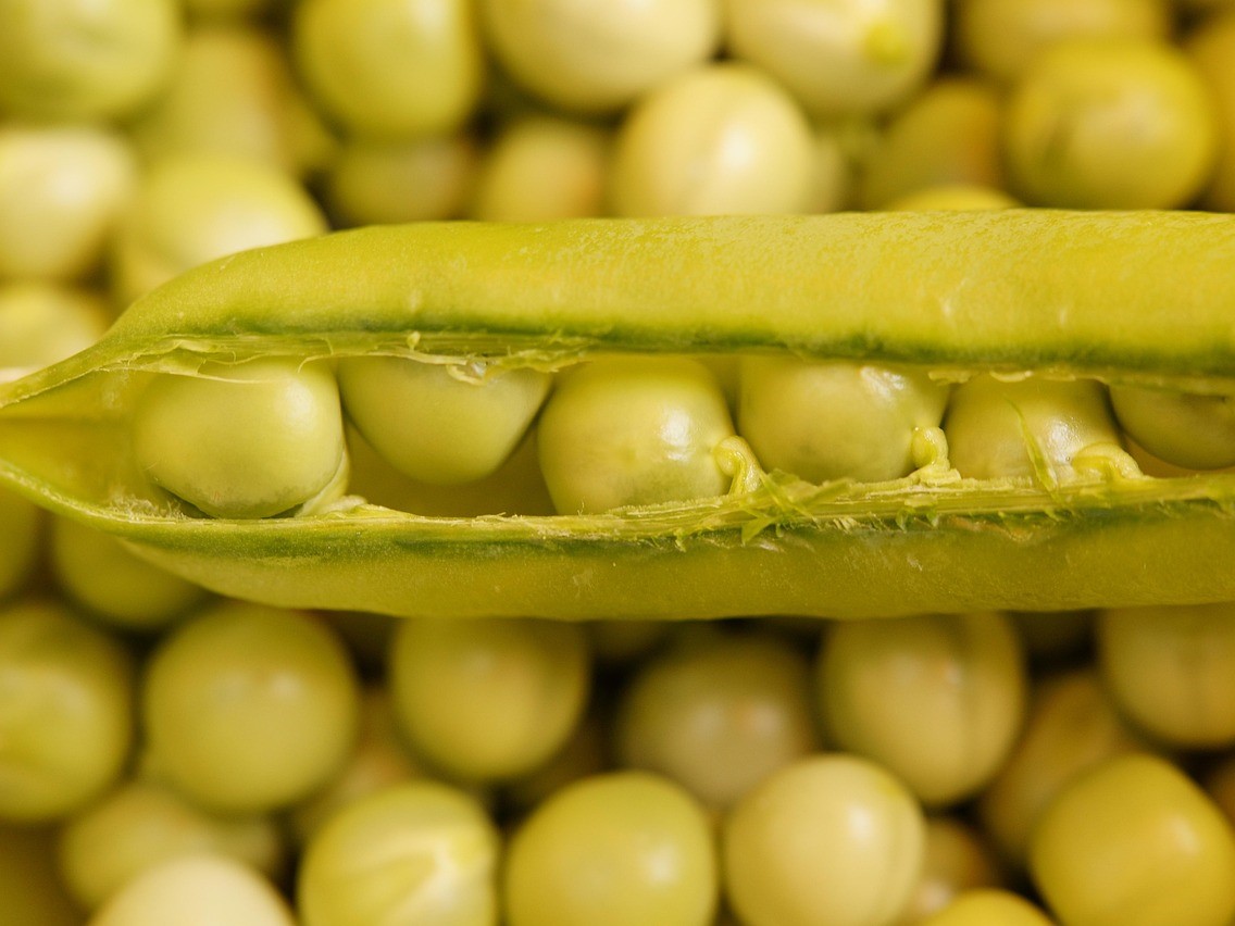 К 2030 году производство растительного белка в России может утроиться