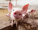 В 2015 году "Башкирская мясная компания" произведет 22 тыс. тонн свинины