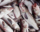 Экспортная пошлина на рыбу может составить $0,3 за тонну