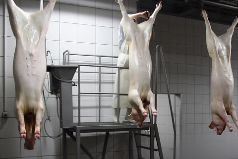 Россия вошла в топ-5 крупнейших экспортеров свинины в мире