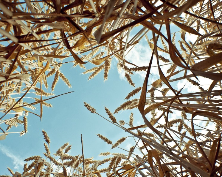 В этом году качество российской пшеницы рекордно высокое