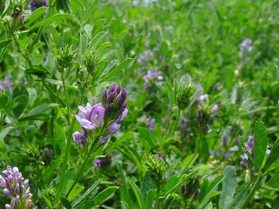 Инвесторы откладывают запуск проектов по производству сена люцерны