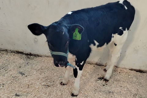 Ученые Санкт-Петербурга получили телят с уникальной генетикой