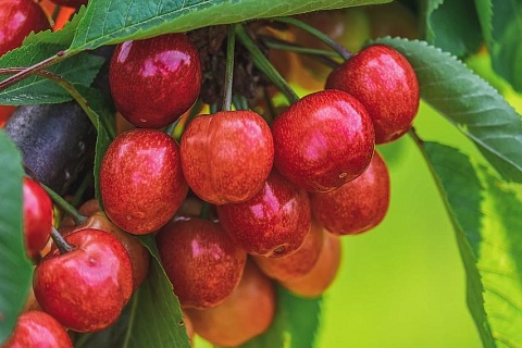 Сбор плодов и ягод вырос в 1,4 раза