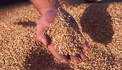Татарстан продаст интервенционное зерно