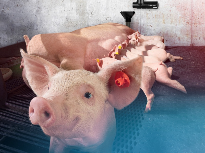 Системный подход в свиноводстве: как повысить показатели в опоросном отделении?