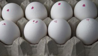 Рост производства яиц в Новосибирской обл. в 2011 г. составил 3,6%