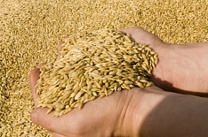 Экспорт зерна на 35% превысил прошлый год