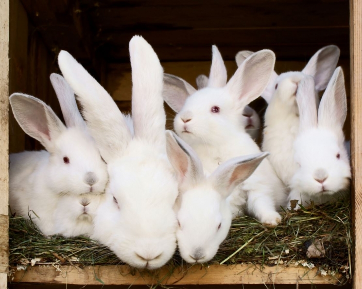 Кролики: разведение и содержание