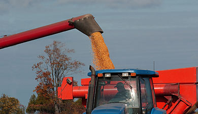 Валовой сбор зерна может не дотянуть до 60 млн т