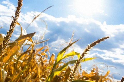 Центробанк одобрил российский товарный индекс на пшеницу