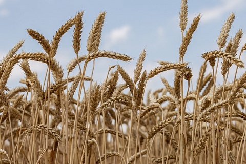 Аграрии перевыполнили план сева яровой пшеницы и кукурузы