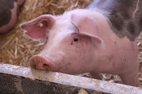 НСС: стоимость живых свиней и полутуш у производителей резко снизилась
