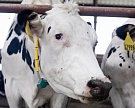 В Воронеже появится биржа скота