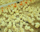 «Черкизово» завершает реконструкцию "Моссельпрома"