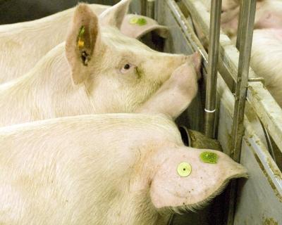 Белоруссия временно ограничивает поставки свинины с Украины