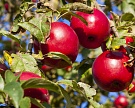 «Сады Белогорья» начали сбор яблок