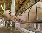 В этом году «Агроэко» произведет почти 100 тысяч тонн свинины
