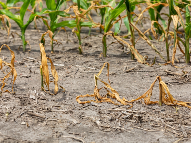 Засуха как обычное явление Как аграрии справляются с погодными аномалиями