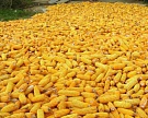 Сбор зерна в 2015 году превысит 103 млн тонн