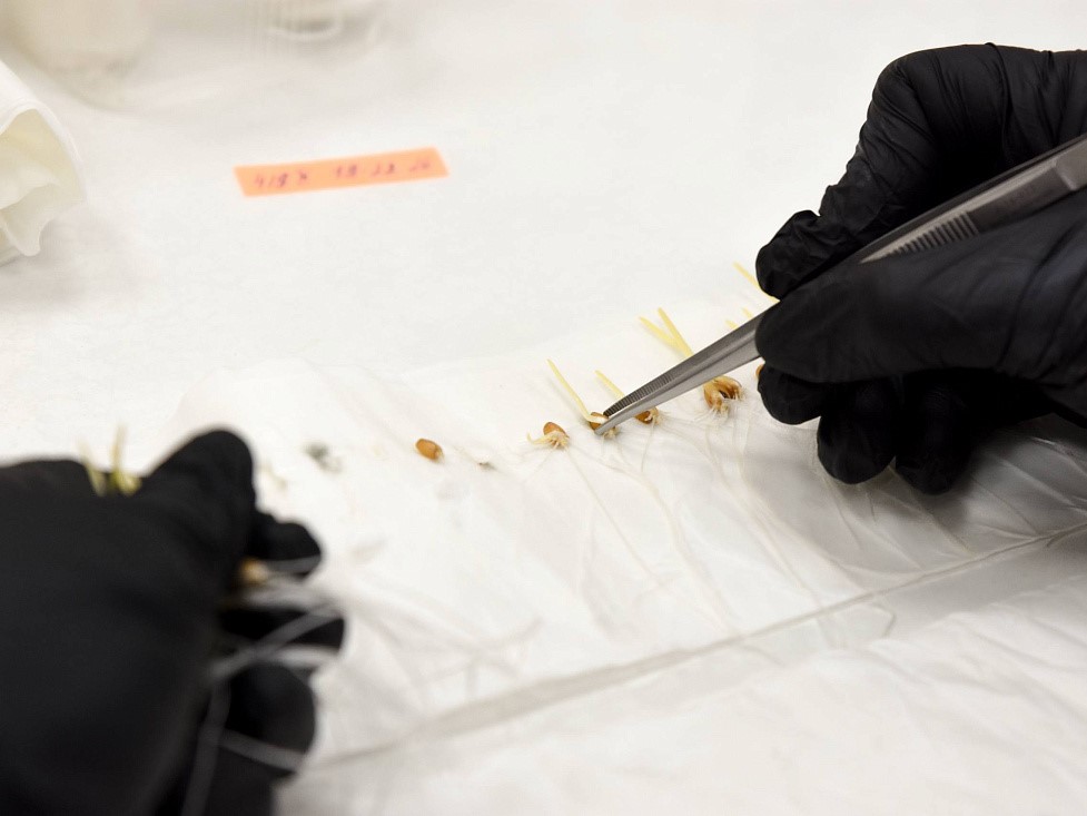 «АгроТерра» запустила семенной завод в Курской области