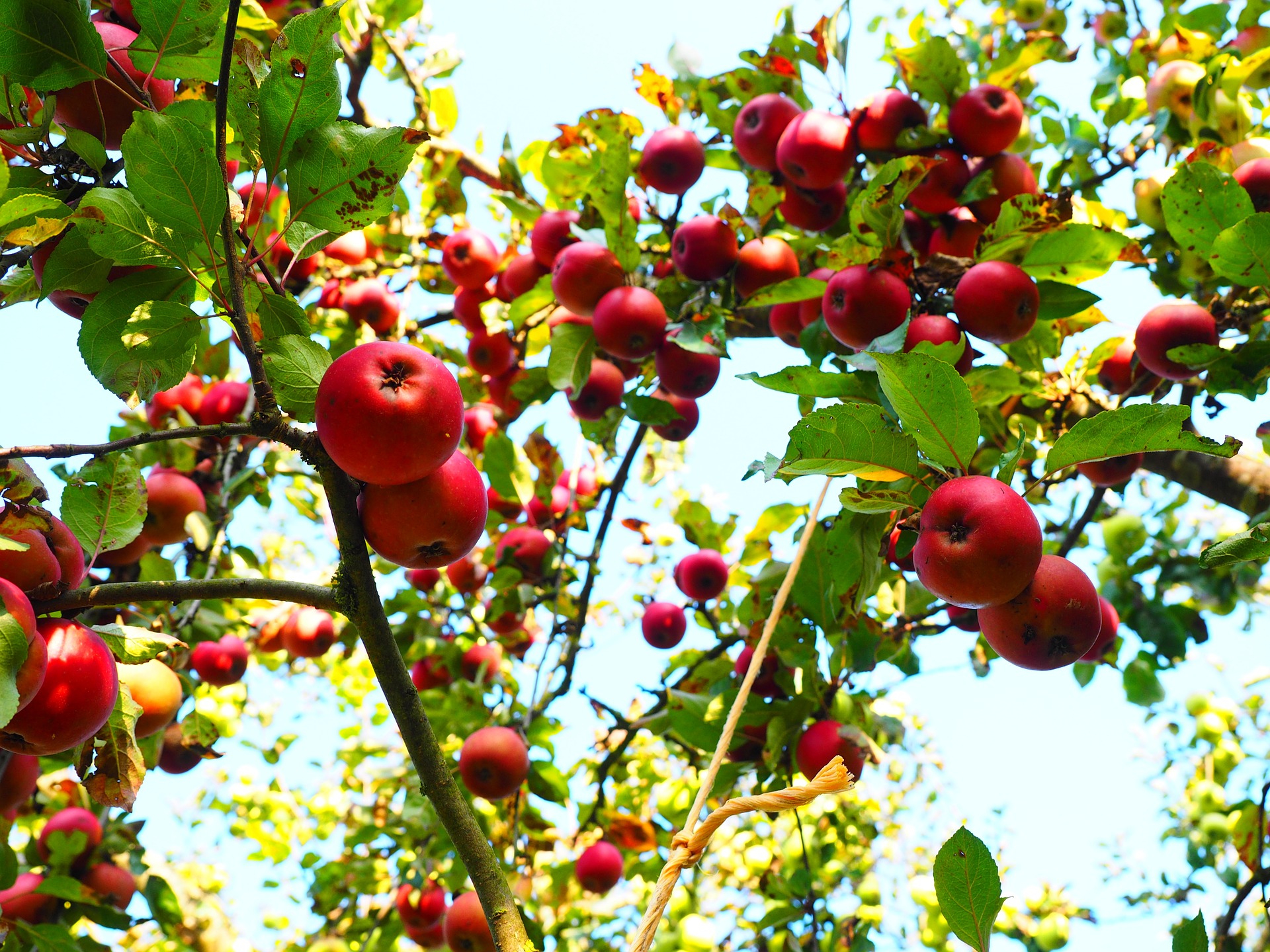 «Агрокомплекс» им. Н. И. Ткачева увеличит площадь яблоневых садов