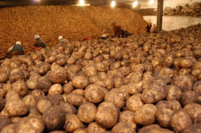 У Black Earth Farming сгорело картофелехранилище