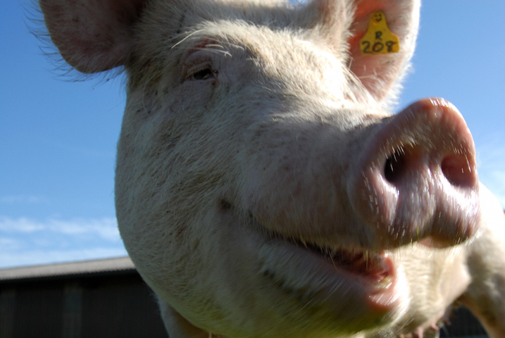 Партнерский материал. Что важно знать свиноводам в области снижения зависимости от антибиотиков, контроля микотоксинов и минерального питания