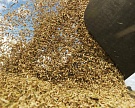 Минсельхоз США повысил прогноз мирового сбора пшеницы