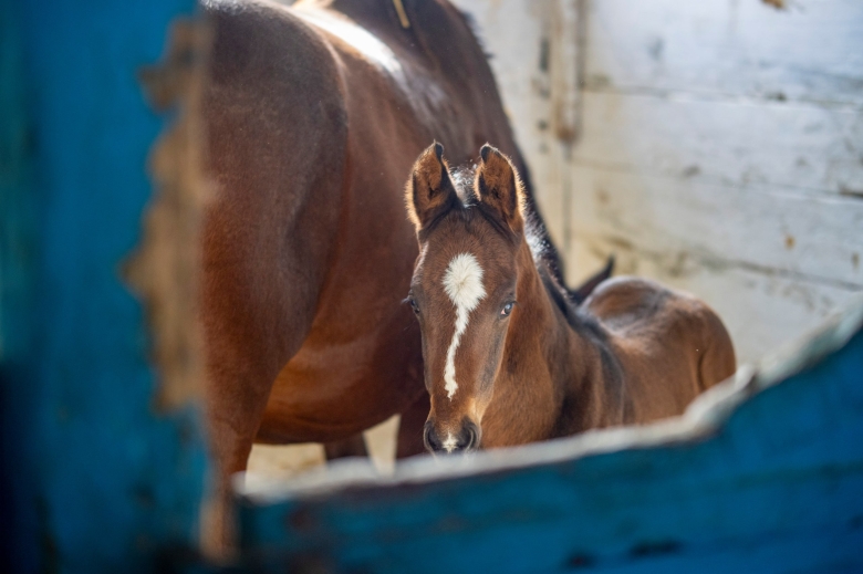 Конный завод «Восход»
