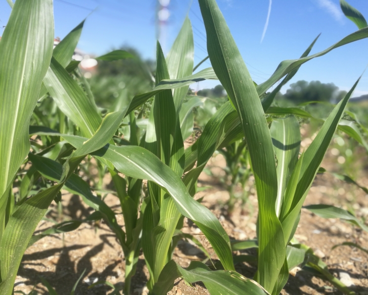 Bayer станет резидентом Особой экономической зоны промышленно-производственного типа «Липецк»