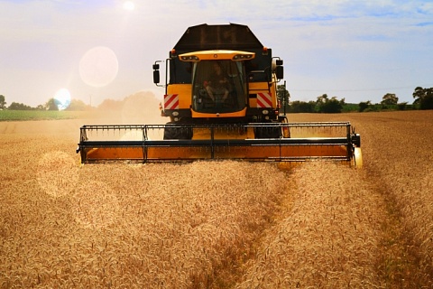 Эксперты оценили объем урожая зерна в 2023 году