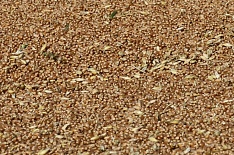 Росстат повысил урожай зерна до 135,4 млн тонн