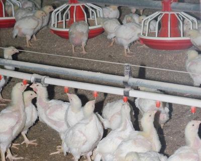 Минсельхоз России озвучил прогноз производства мяса птицы