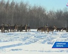 В Самарской области открылась оленья ферма