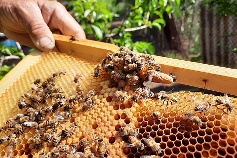 Год может стать благоприятным для пчеловодов