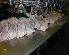 «Куриное царство» увеличило производство на 5 тыс. тонн