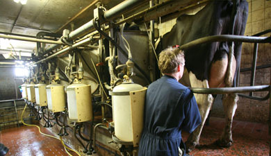 Производство молока в 2008 г. выросло на 1%
