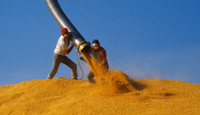 Росстат насчитал 108 млн т зерна