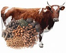 Россельхознадзор усилит контроль за кормами для скота