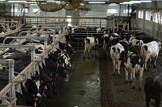 Цены на сырое молоко могут опуститься ниже уровней 2016 года
