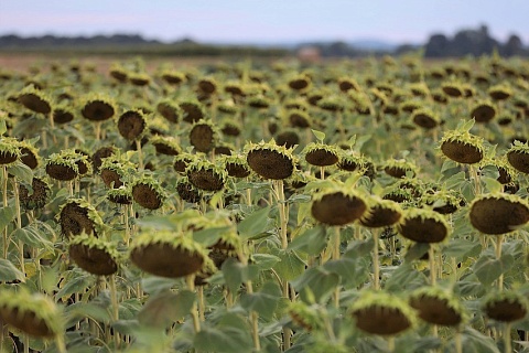 Цены на масличные в декабре могут немного вырасти