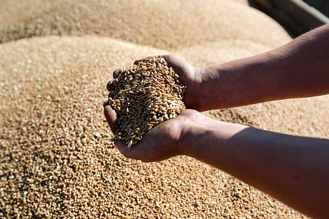 Цена на российскую пшеницу опустилась ниже $300 за тонну