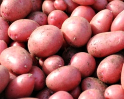 «КРиММ» — качественный семенной картофель