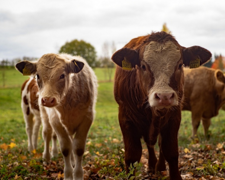 Запрет на импорт кормовых добавок из Нидерландов может оставить российских коров без альтернативы антибиотикам