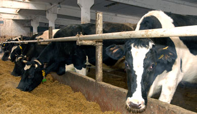 Поголовье скота в хозяйствах КЧР в 2011 г. увеличилось на 9%