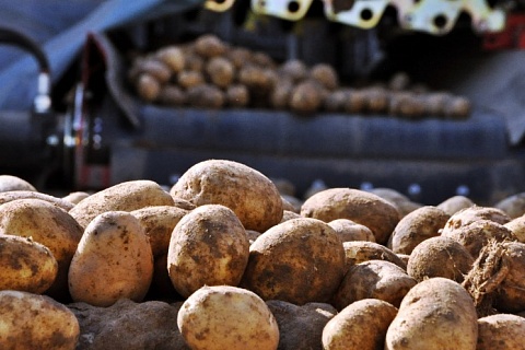 Картофельный союз предложил фиксировать минимальную закупочную цену на овощи