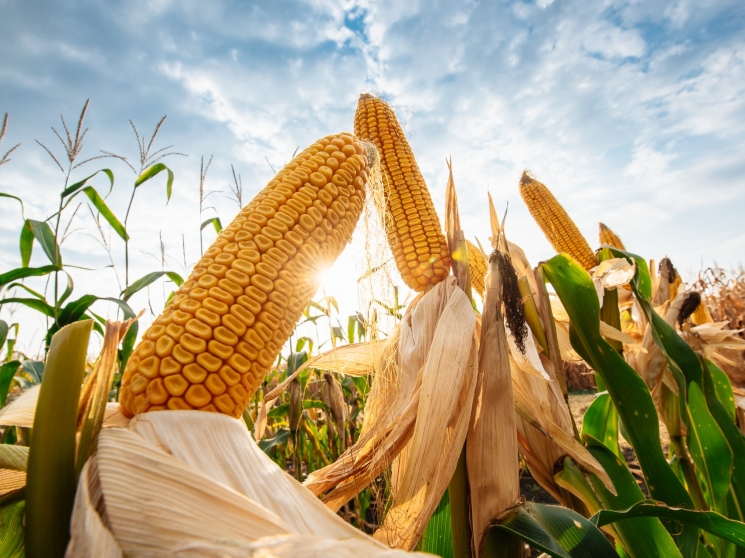 Маржа в початках. Кто сможет заработать на продажах кукурузы — Журнал«Агроинвестор» – Агроинвестор