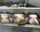Производство свиней за 7 месяцев выросло на 15%