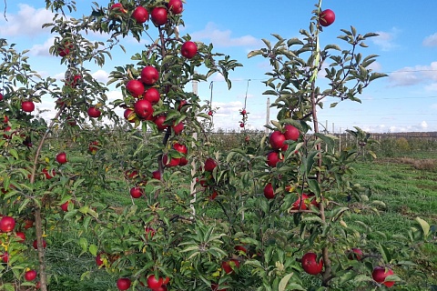«Брянский сад» завершает уборку яблок